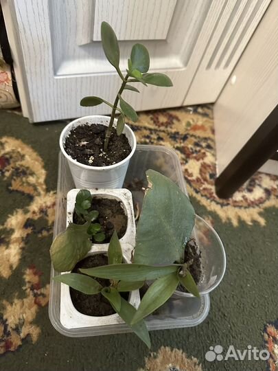 Диффенбахия и другие комнатные цветы