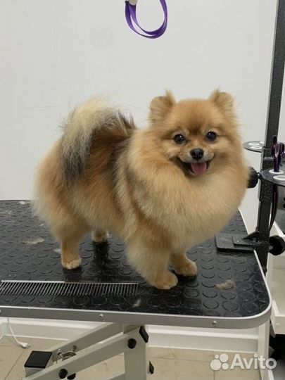 Груминг собак