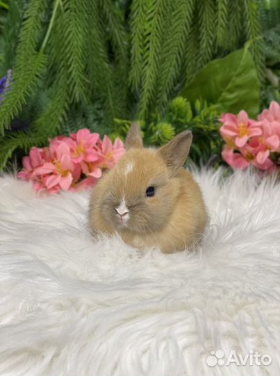 Кролики Царские миниатюрные