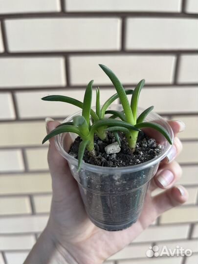 Суккуленты Обновлено