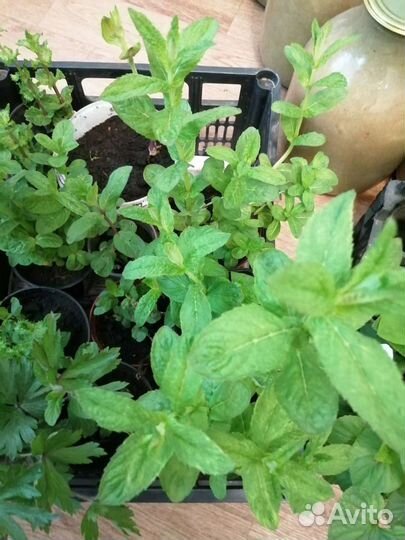 Мята, ментол, мелисса, перечная мята