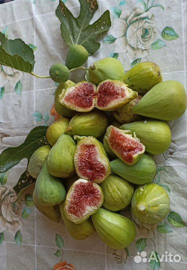Инжир свежий
