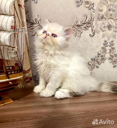 Персидские котята