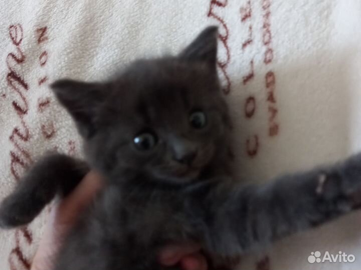 Кошка в дар бесплатно