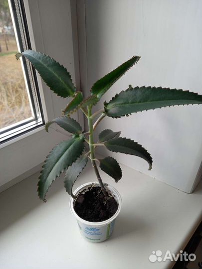 Каланхоэ лечебный