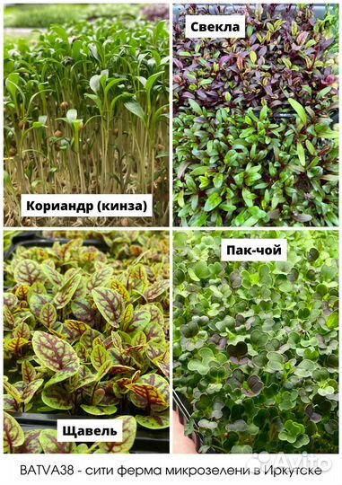 Микрозелень в ассортименте