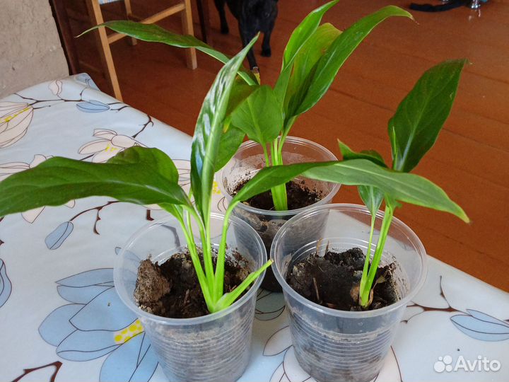 Спатифиллум