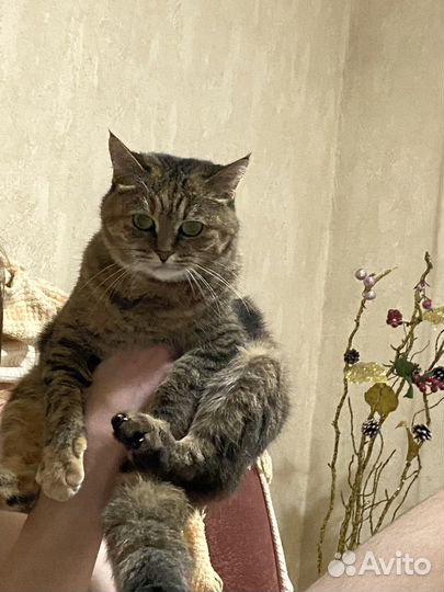 Кошка