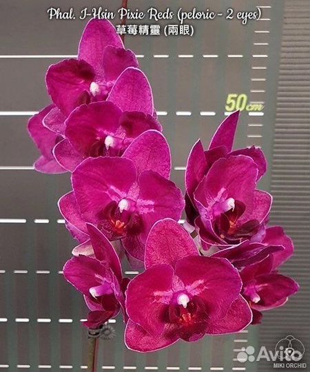 Фаленопсис бабочка