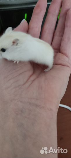 Хомяк джунгарик