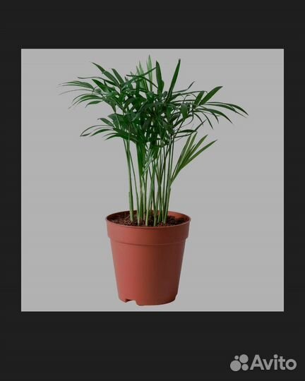 Драцена Икеа