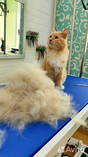 Зоосалон, груминг, стрижка собак и кошек