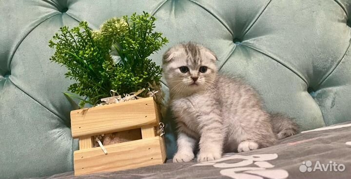 Шотландские котята