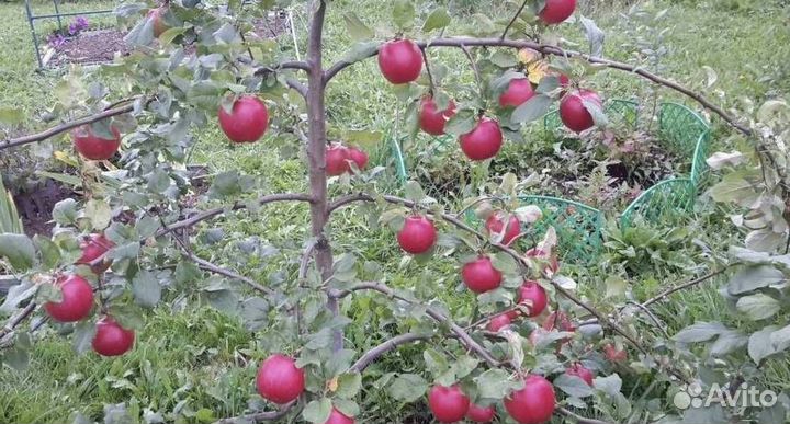 Саженцы яблони Веньяминовское