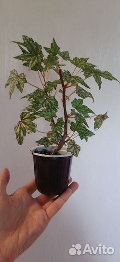 Каудексные мини бегонии, Читайте текст объявления