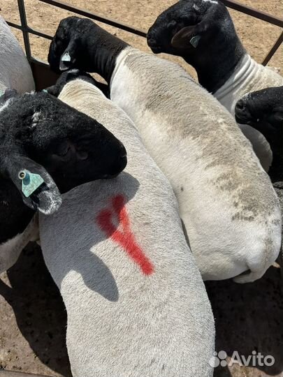 Бараны дорпер