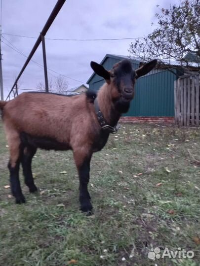 Чешский козел