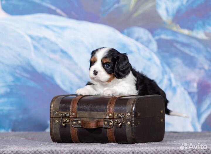 Кавалер кинг чарльз спаниель триколор