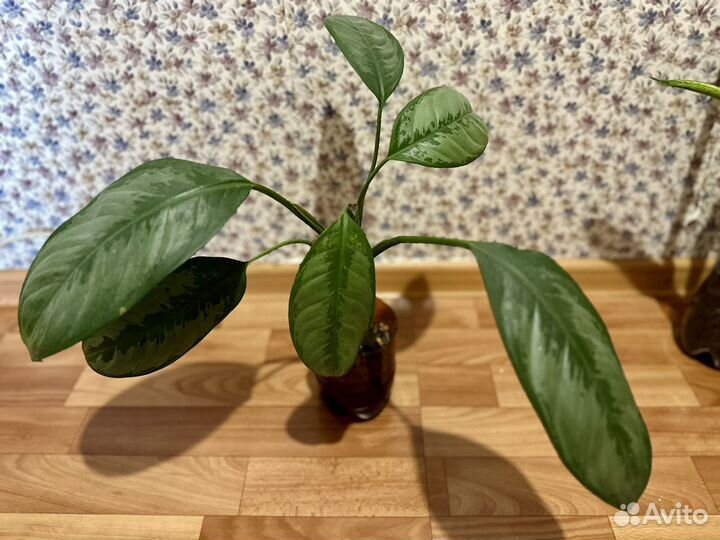 Аглаонема сильвер бей