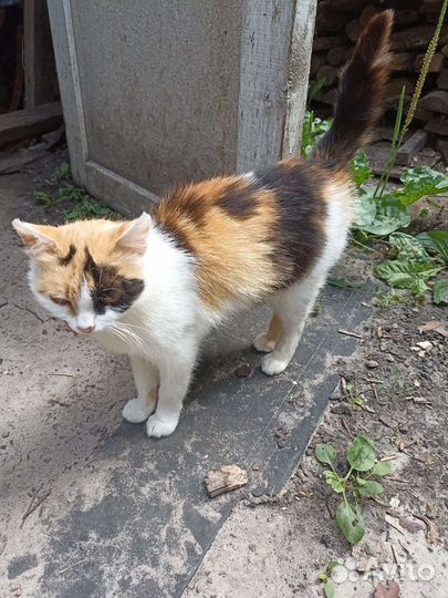 Кошки в добрые руки