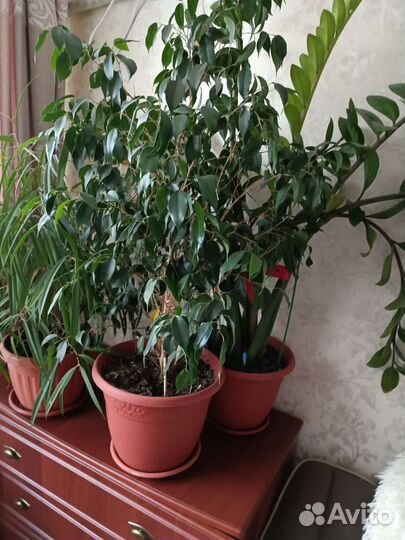 Продам цветы