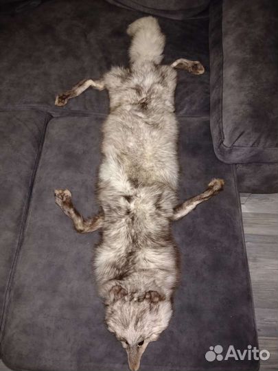 Лисья шкура