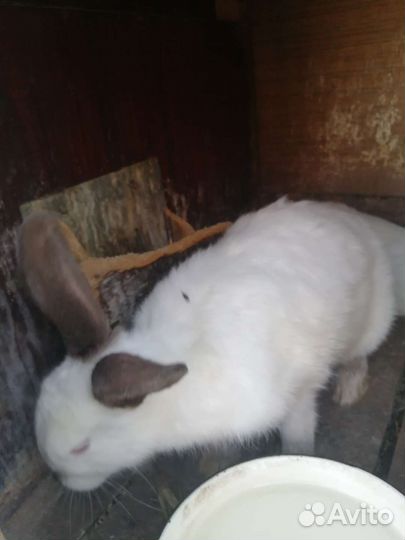 Кролик