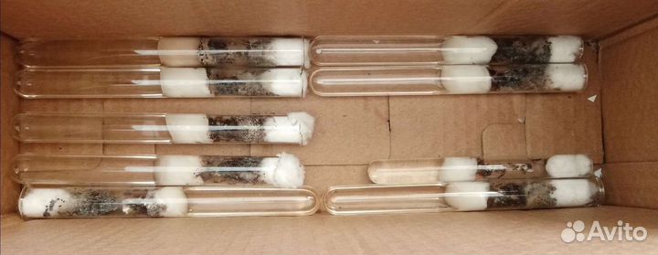 Муравьи messor structor, муравьи - жнецы