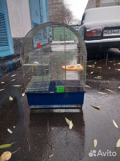 Сетка попугай