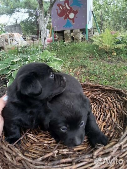 Собаки щенки бесплатно