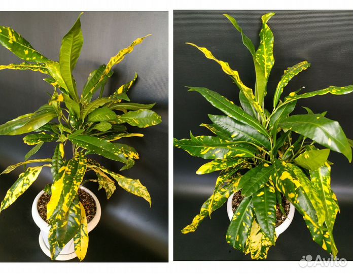 Кротоны, ч. 3