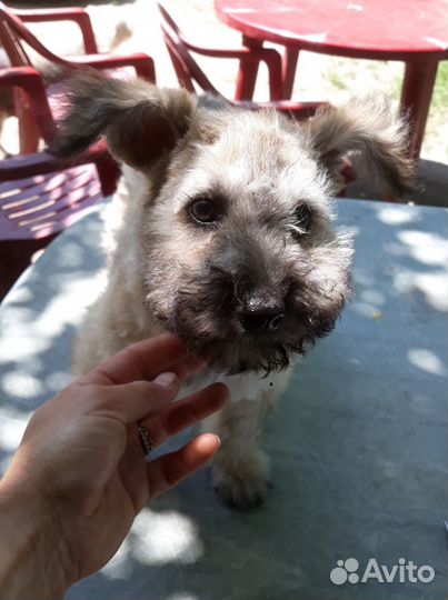 Щенки Пуми (венгерская пастушья собака)