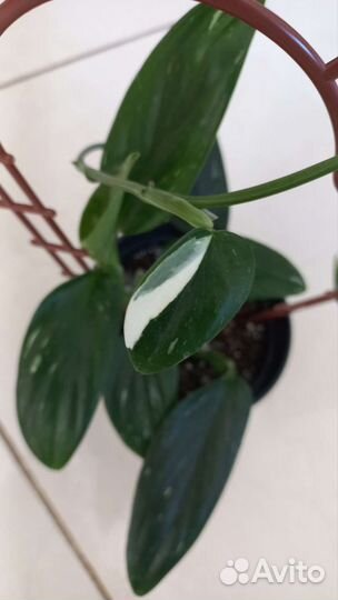 Филодендрон Кобра белая