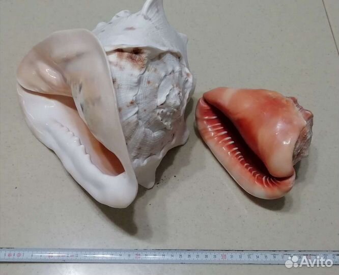 Морские раковины