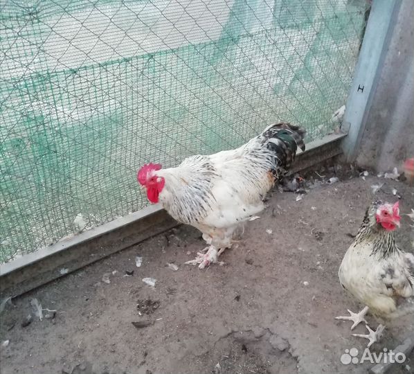 Петух