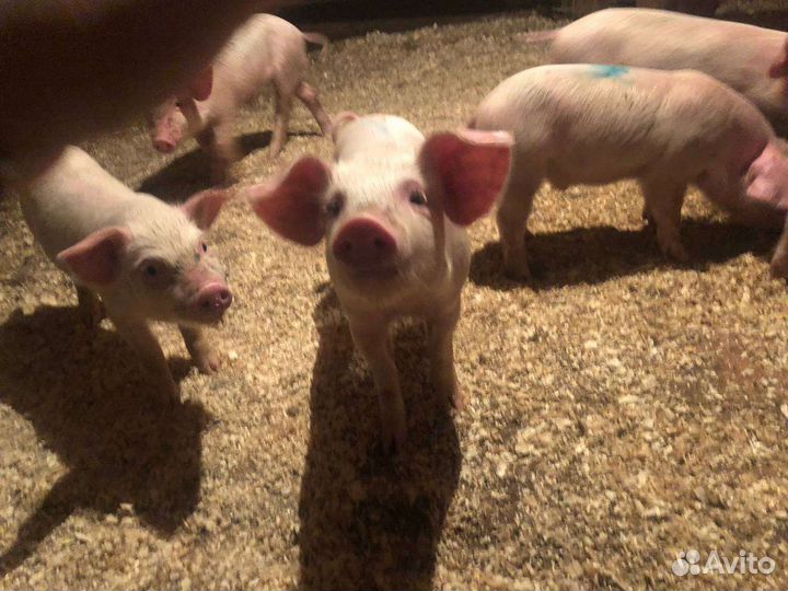 Поросята
