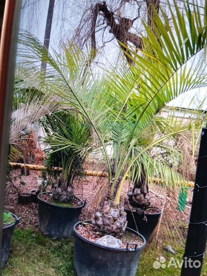 Пальма маленькая