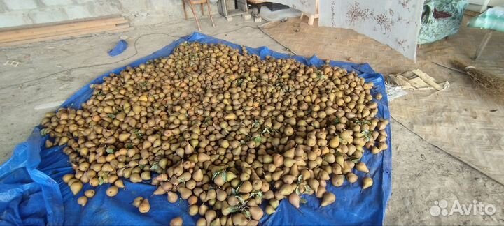 Продам грушу