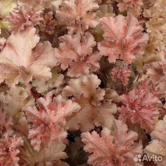 Многолетние растения. Гейхеры