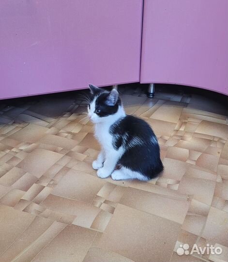 Кошка в дар