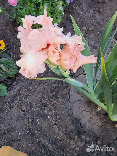 Ирисы сортовые