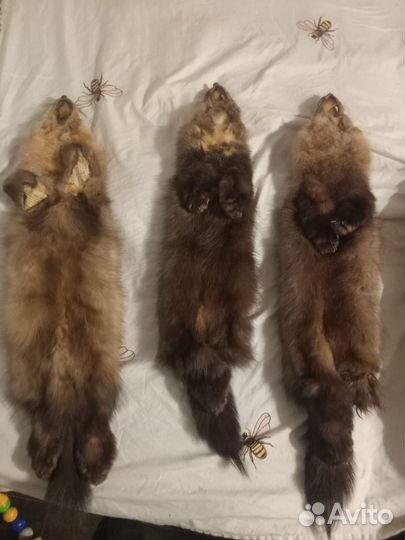 Шкурки соболя