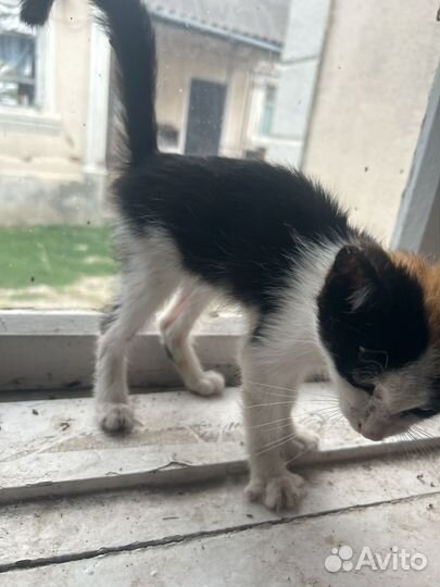 Котята в добрые руки даром бесплатно