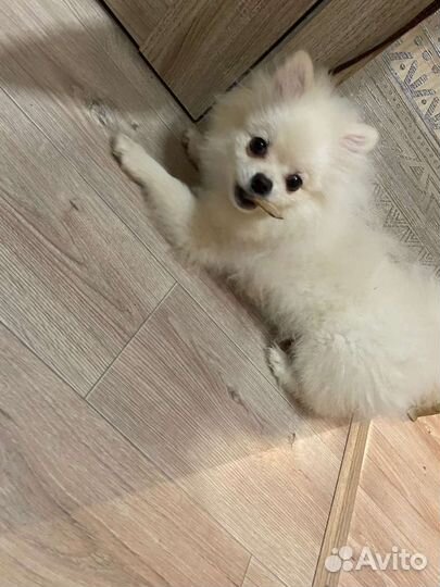 Щенки шпица девочки