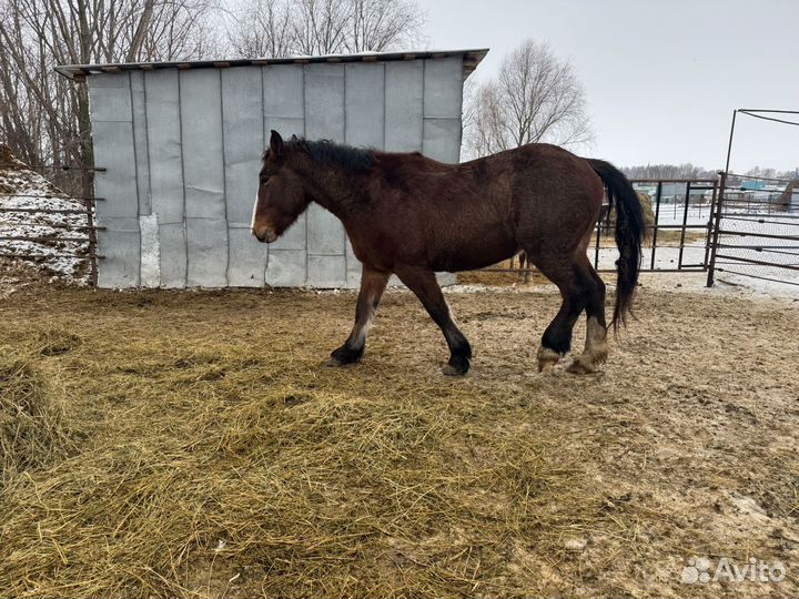 Жеребец производитель