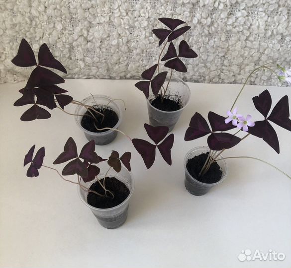 Кислица оксалис