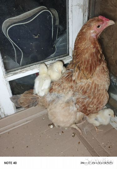 Цыплята доморощенные из под курицы