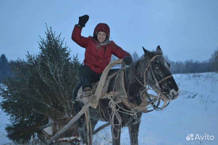 Елка новогодняя живая, сосна, пихта
