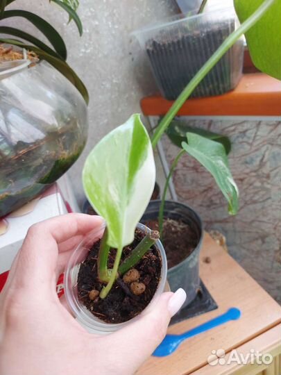 Монстера вариегатная альба