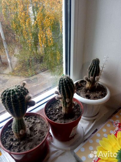 Комнатные цветы